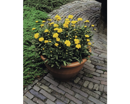 Gula Coreopsis blommor i en planteringskärl på en stensatt väg.