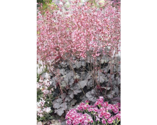 Blommande Heuchera i trädgården.