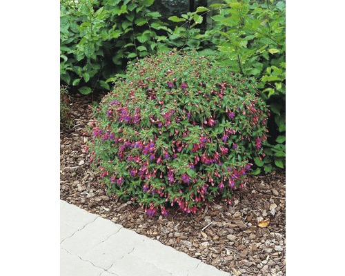 Blommande fuchsia i trädgårdsrabatten