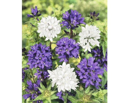 Närbild av Campanula glomerata med lila och vita blommor