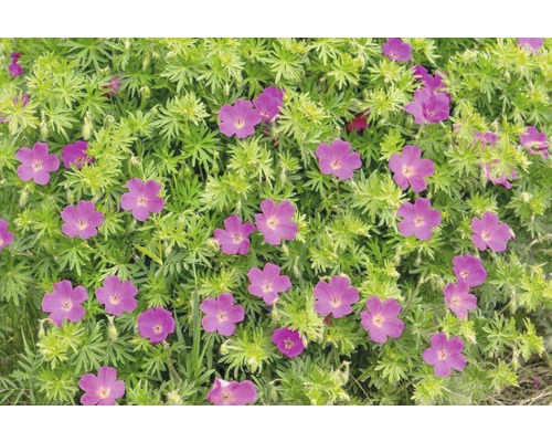 Blommande geranium i trädgårdsrabatten
