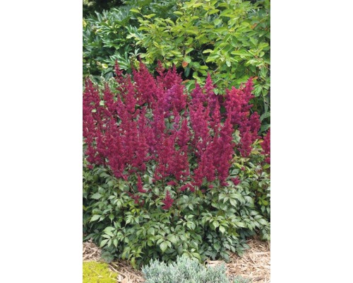 Silverastilbe FLORASELF Astilbe japonica 30-40cm co 5L sorterad