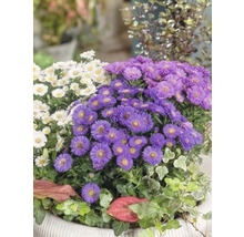 Perenner FLORASELF 35-45cm co 5L sorterade-thumb-5 Perenner FLORASELF 35-45cm co 5L sorterade-thumb-5