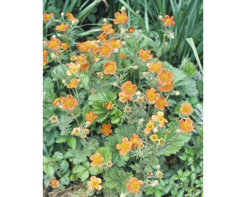 Grupp av nejlikrotväxter med orangefärgade blommor