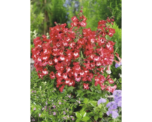 Bild av en rörblomstväxt med röda blommor