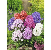 Perenner FLORASELF 35-45cm co 5L sorterade-thumb-4 Perenner FLORASELF 35-45cm co 5L sorterade-thumb-4