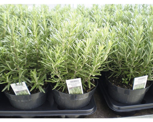 Flera rosmarinväxter i krukor