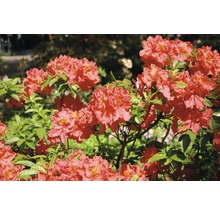 Blommande rhododendronbuske i trädgården