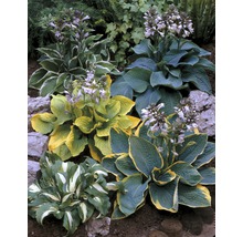 Funkia FLORASELF Hosta-Cultivars 5-20cm Co 3L blandade sorter