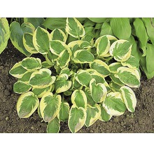 Funkia FLORASELF Hosta-Cultivars 5-20cm Co 3L blandade sorter