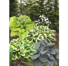 Funkia FLORASELF Hosta-Cultivars 5-20cm Co 3L blandade sorter