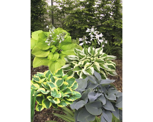 Olika Hosta växter i trädgårdsrabatten