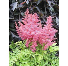 Astilbe med rosa blommor och gröna blad