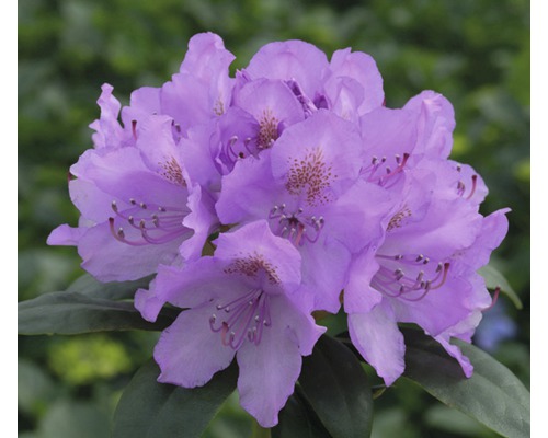 Rhododendron FLORASELF hybrid lila 30-40cm