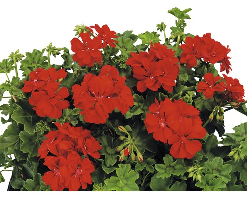 Röda pelargonblommor med gröna blad
