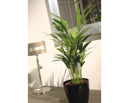 Inomhusväxt Arecapalm i kruka bredvid bordslampa