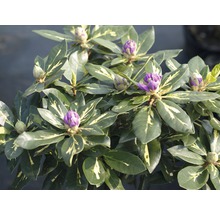 Rhododendron med lila blomknoppar och gröna blad