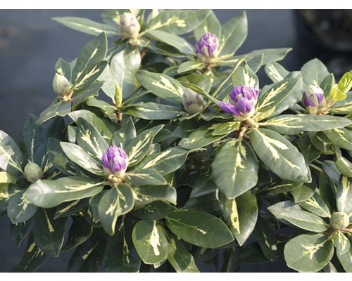 Rhododendron med lila blomknoppar och gröna blad