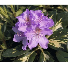 Närbild av en lila rhododendronblomma