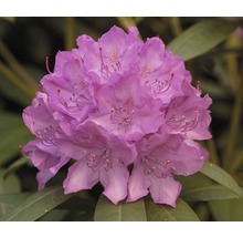 Närbild av en lila rhododendronblomma