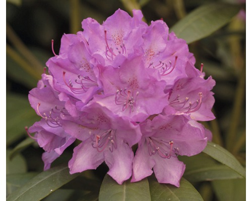 Närbild av en lila rhododendronblomma
