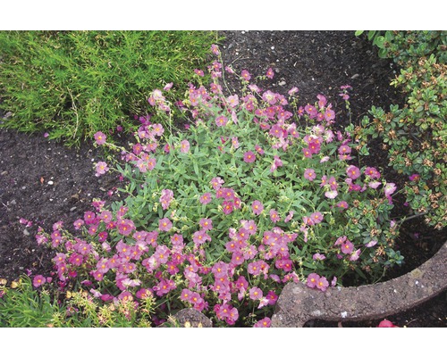 Solvända med violetta blommor i trädgårdsrabatten.