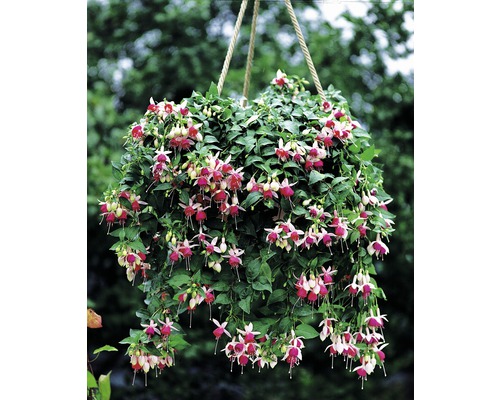 Hängande fuchsia med blommor