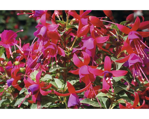 Fuchsiablommor med blad