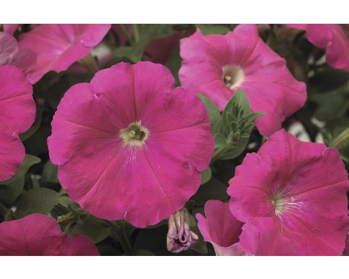 Närbild av rosa petuniablommor