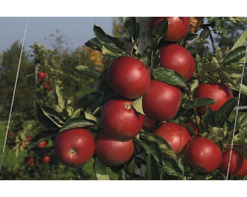 Ekologiskt äppelträd FLORASELF Bio Malus domestica 'Jonagold' 120-150cm Co 7,5L Äppelträd med mogna röda äpplen