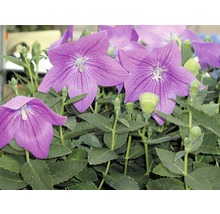 Ballongblomma med lila blommor och gröna blad