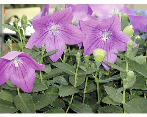 Ballongblomma med lila blommor och gröna blad