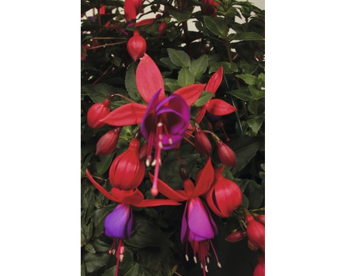 Blommande fuchsia med röda och lila blommor