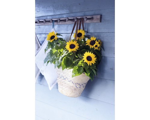 Solrosor i en korg på en vägg med en klädhängare