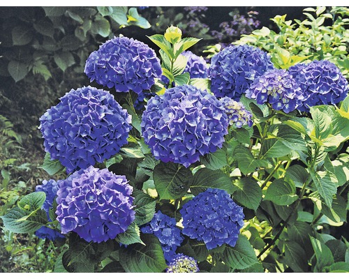 Hortensia