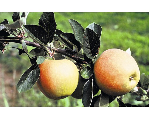 Ekologiskt äppelträd FLORASELF Bio Malus domestica 'James Grieve' 120-150cm Co 7,5L