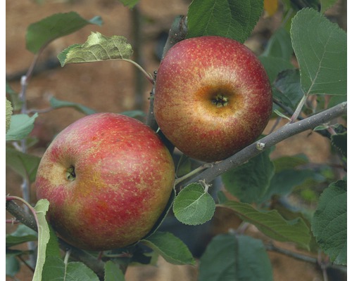 Ekologiskt vinteräppelträd FLORASELF Bio Malus domestica 'Roter Boskoop' 120-150cm Co 7,5L