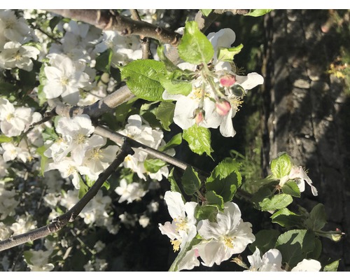 Äppelblommor på en gren