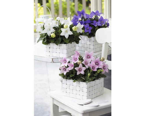 Tre korgar med ballongblommor på ett vitt bord.