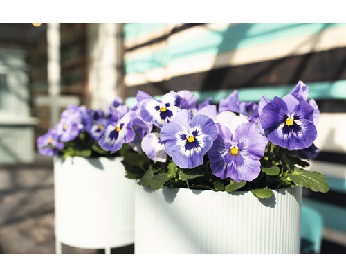 Violetta penséer i planteringskärl