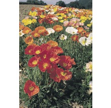 Fält med färgstarka vallmoblommor