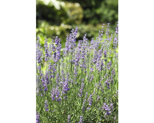 Närbild av lavendelblommor i trädgården