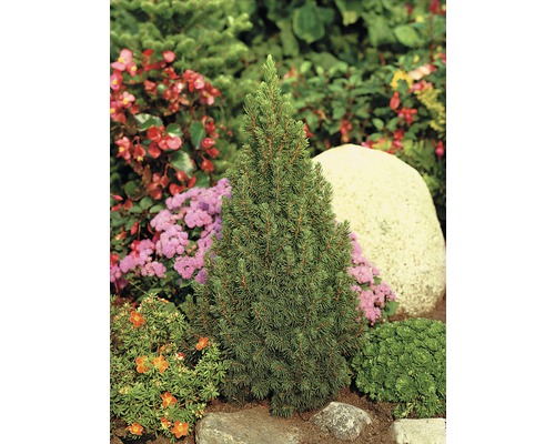 Dvärgran i trädgårdsrabatt med stenar och diverse växter