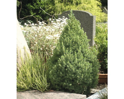 Konformig dvärggran i trädgårdsrabatt