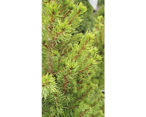 Närbild av ett barrträd med gröna barr