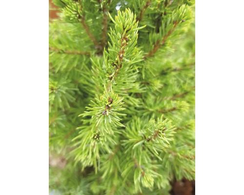 Närbild av barrträdsgrenar