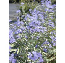 Närbild av en skäggbuske med blå blommor och gröna blad.