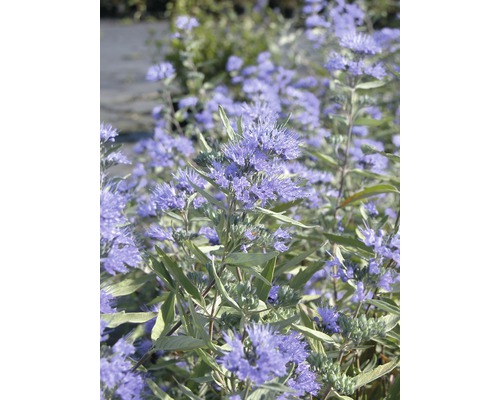 Skäggbuske Kew Blue 40-60cm Co 3L