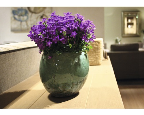 Blåklockor i en kruka på ett bord