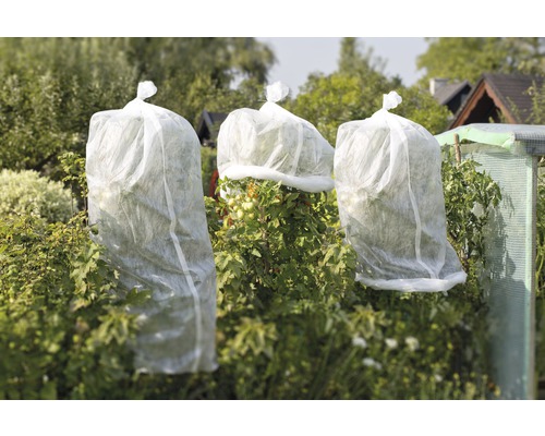 Trädgårdsvy med växter täckta med vinterskyddande fleece.